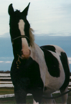 PINTABIAN